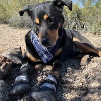 Mt. Hood Pet Medical ico