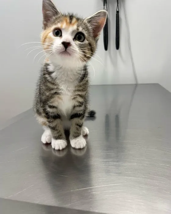 Mt. Hood Pet Medical Picture 5