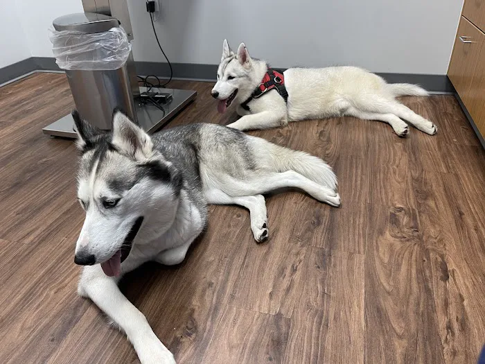 Mt. Hood Pet Medical Picture 6