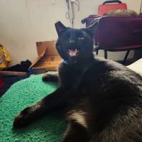 Companion Pet Clinic ico