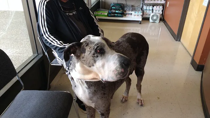 Companion Pet Clinic Picture 4