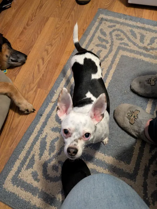 Companion Pet Clinic Picture 7