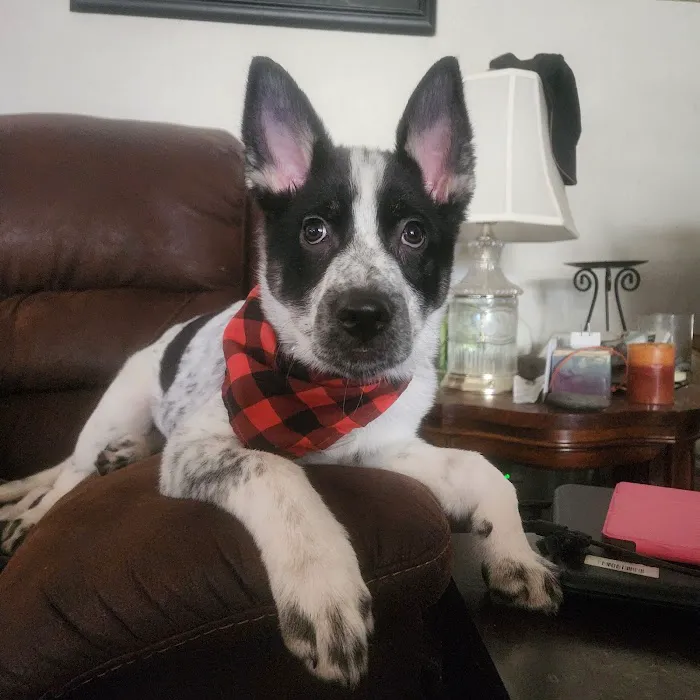 Companion Pet Clinic Picture 9