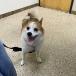 Paws & Claws Pet Medical Center