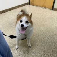 Paws & Claws Pet Medical Center ico