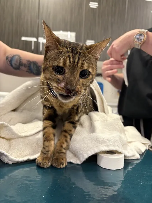 The Cat's Meow Cat Clinic Picture 1