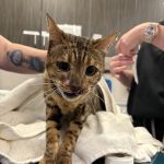 The Cat's Meow Cat Clinic