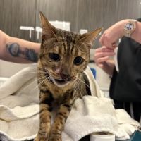 The Cat's Meow Cat Clinic ico
