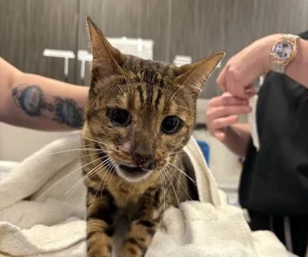 The Cat's Meow Cat Clinic