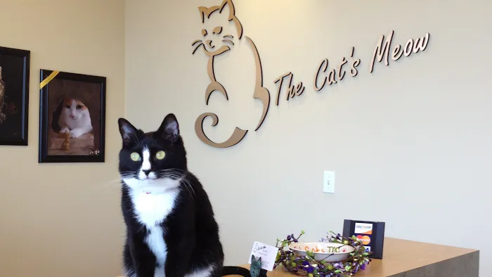 The Cat's Meow Cat Clinic Picture 3