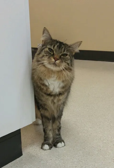 The Cat's Meow Cat Clinic Picture 6
