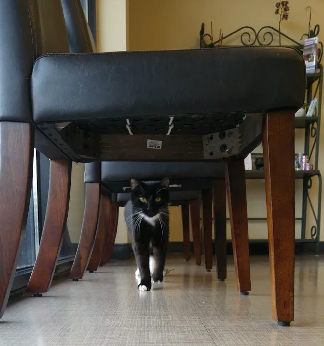 The Cat's Meow Cat Clinic Picture 7