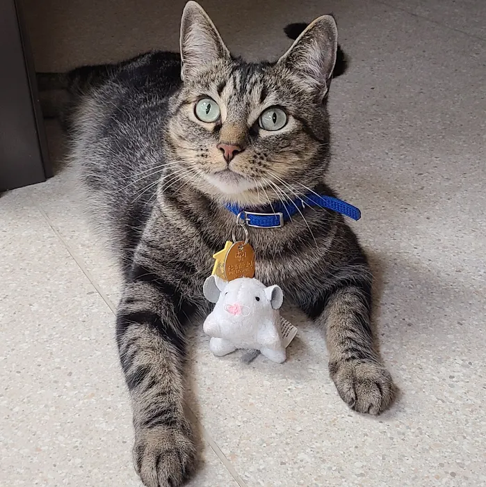 The Cat's Meow Cat Clinic Picture 5
