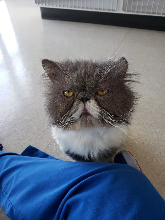 The Cat's Meow Cat Clinic Picture 8