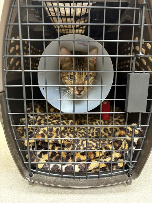 The Cat's Meow Cat Clinic Picture 9