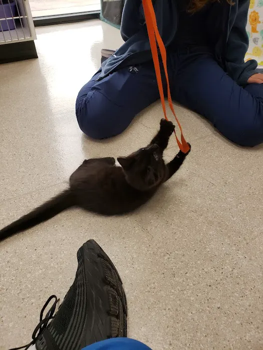 The Cat's Meow Cat Clinic Picture 10