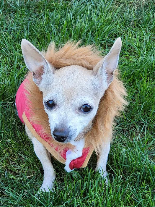 St. Francis Animal Hospital Picture 2