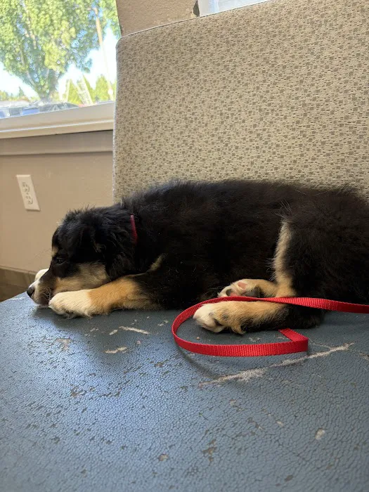 St. Francis Animal Hospital Picture 5
