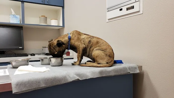 St. Francis Animal Hospital Picture 7
