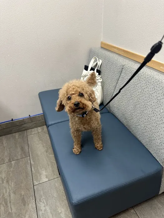 St. Francis Animal Hospital Picture 10