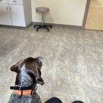 Whipple Creek Veterinary Hospital