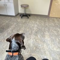 Whipple Creek Veterinary Hospital ico