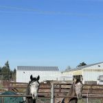 Ridgefield Equine Clinic