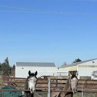 Ridgefield Equine Clinic ico
