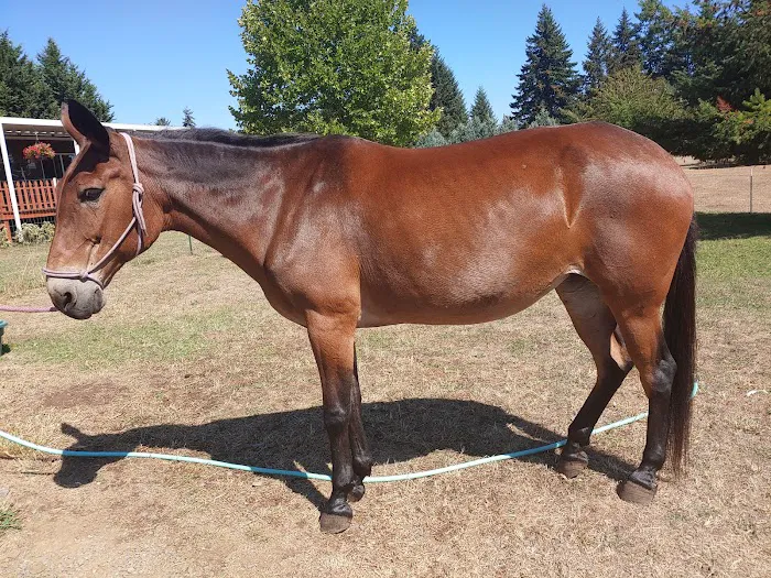 Ridgefield Equine Clinic Picture 5