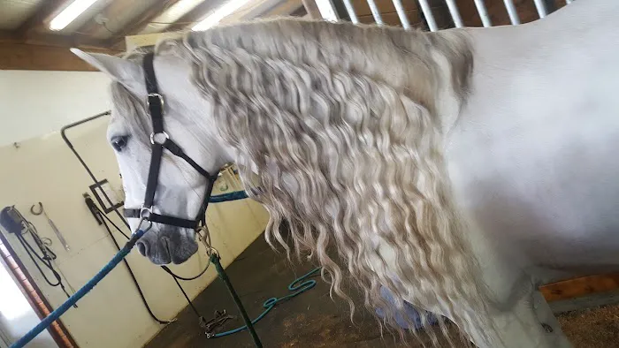 Ridgefield Equine Clinic Picture 9