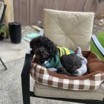 Banfield Pet Hospital