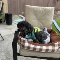 Banfield Pet Hospital ico