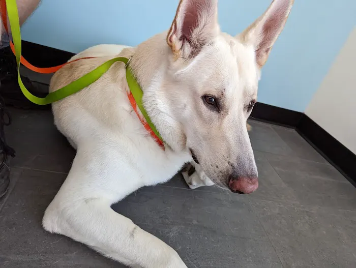 Banfield Pet Hospital Picture 8