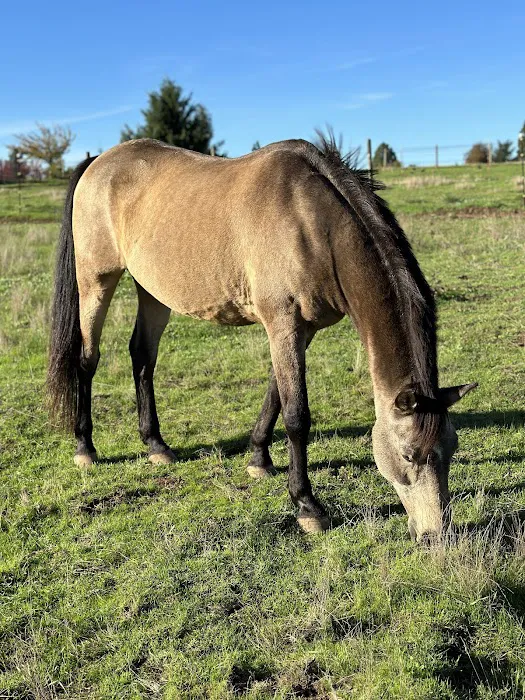Oregon Equine Picture 5