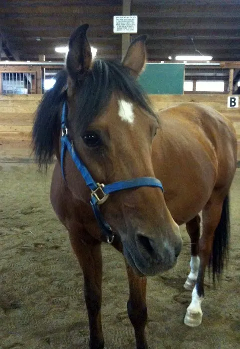 Oregon Equine Picture 8