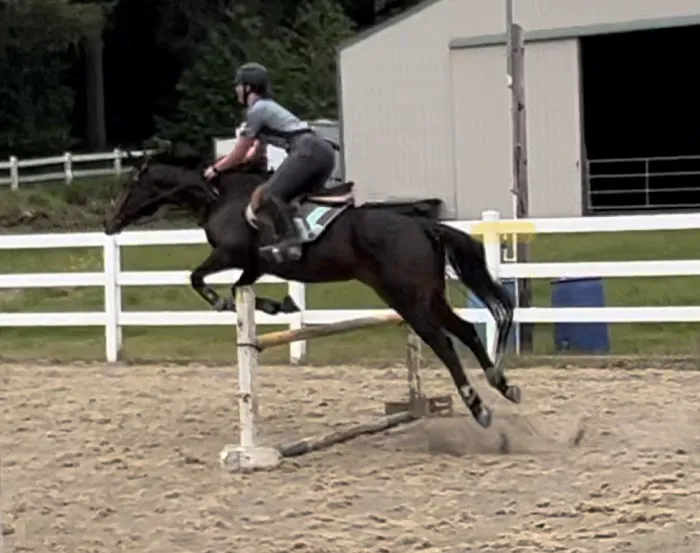 Oregon Equine Picture 10