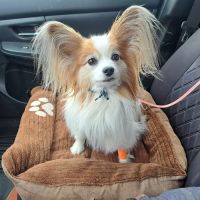 Dogwood Veterinary Dental ico