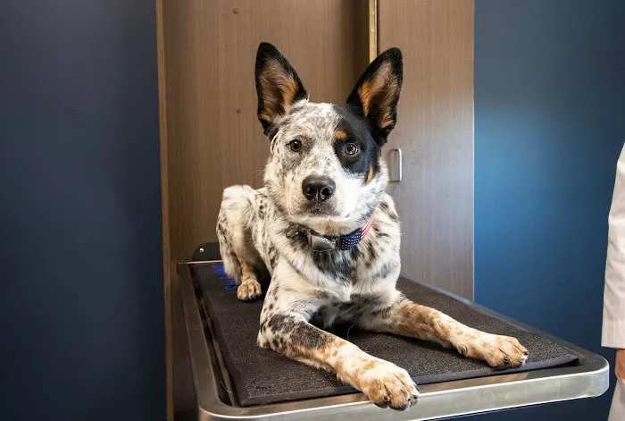 Hearthwood Veterinary Hospital Picture 6