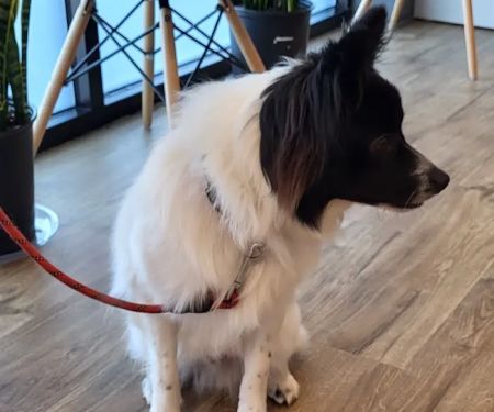 Horizon Veterinary Care
