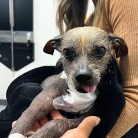 Pacific Northwest Pet ER & Specialty Center ico