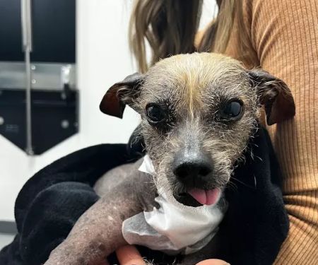 Pacific Northwest Pet ER & Specialty Center