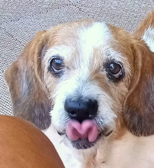 Pet Dental Specialists Picture 7