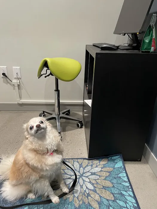 Pet Dental Specialists Picture 9