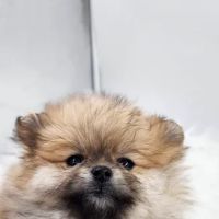 Claus Paws Animal Hospital ico