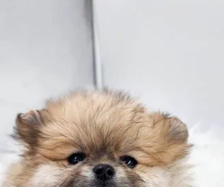 Claus Paws Animal Hospital