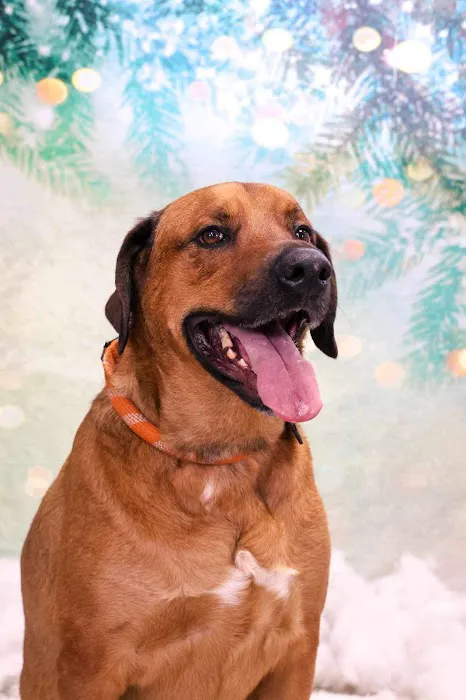 Claus Paws Animal Hospital Picture 2