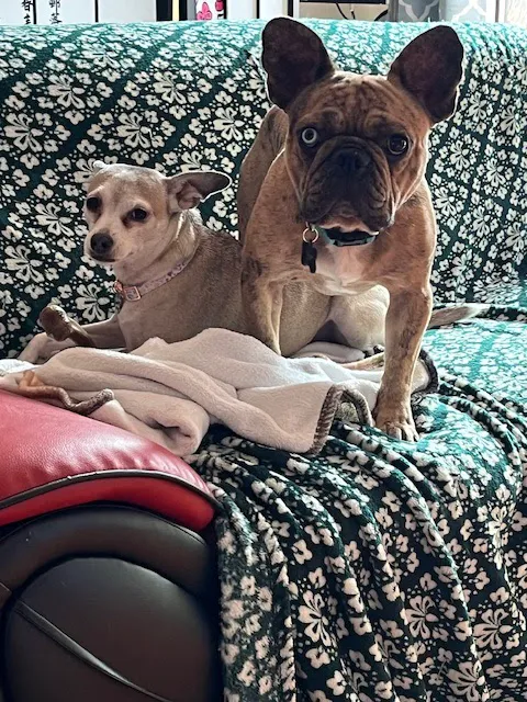 Claus Paws Animal Hospital Picture 4