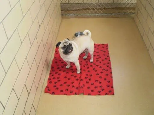 Cherrelyn Animal Hospital Picture 10