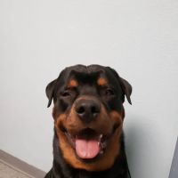 Barnes Veterinary Services ico