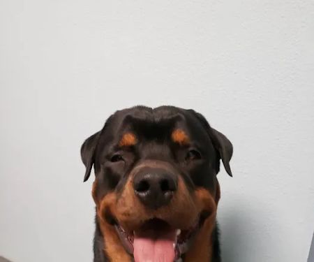 Barnes Veterinary Services